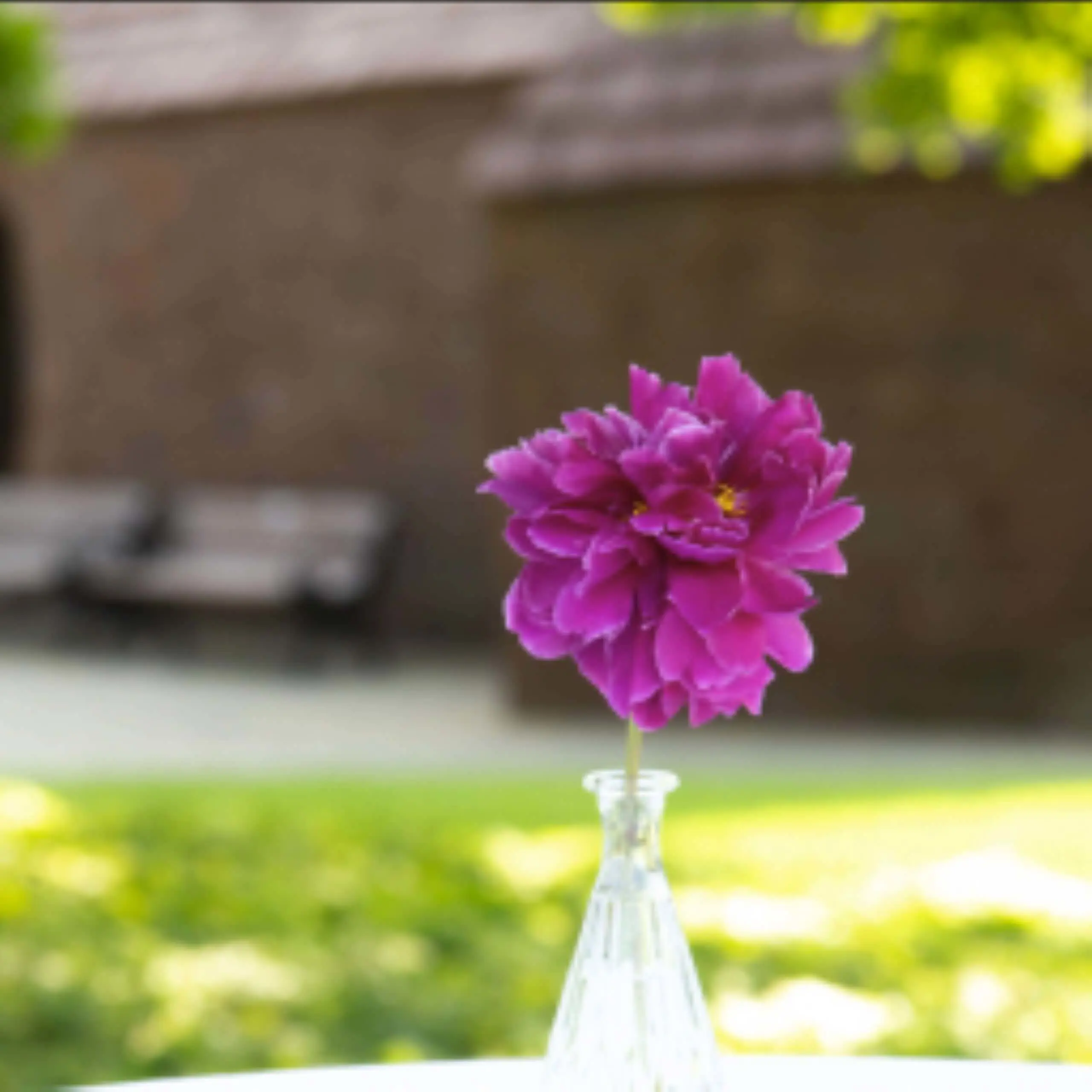 Image of a Purple Flower in a vase.
