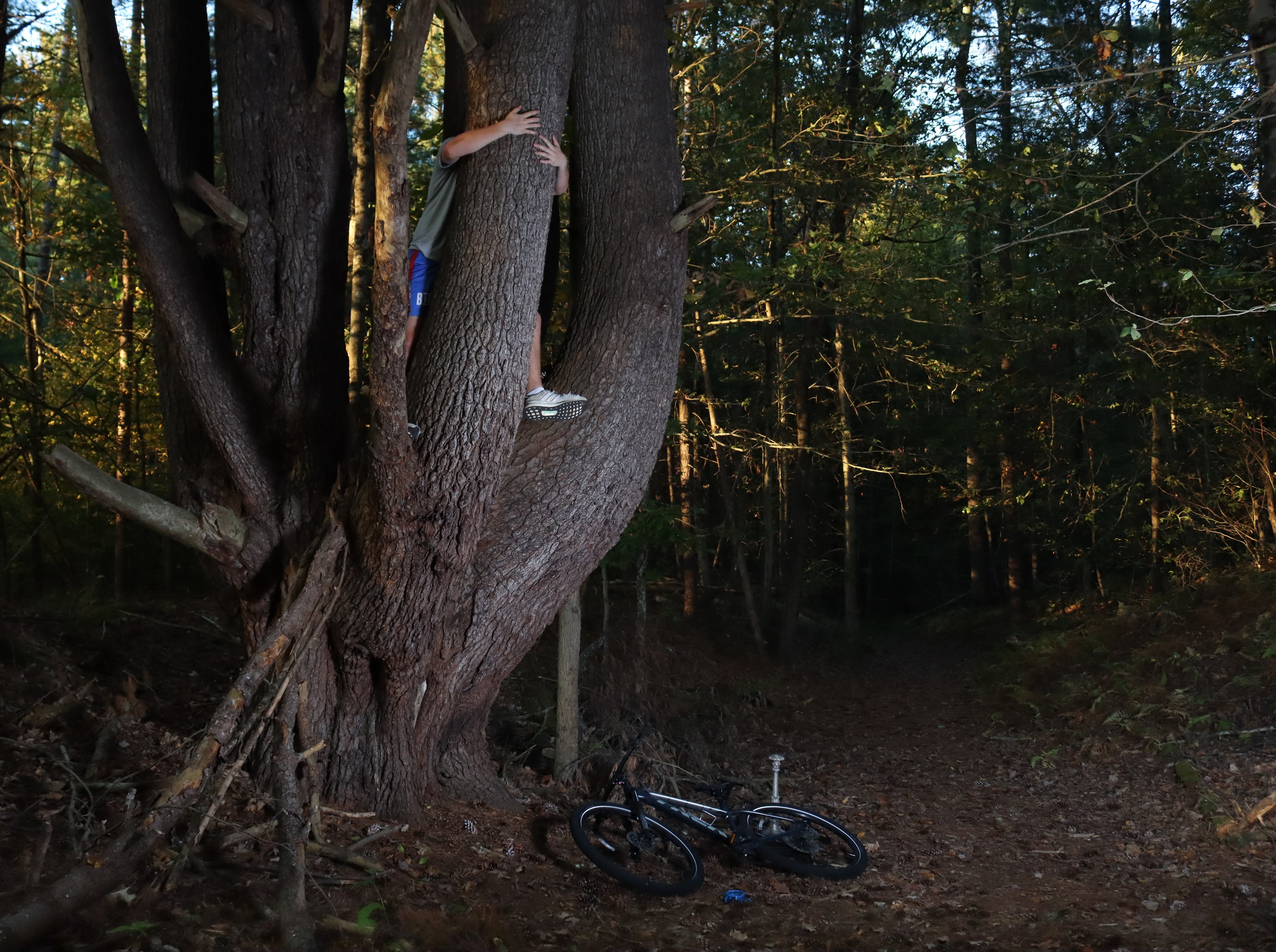 OriginalImage,,,Original