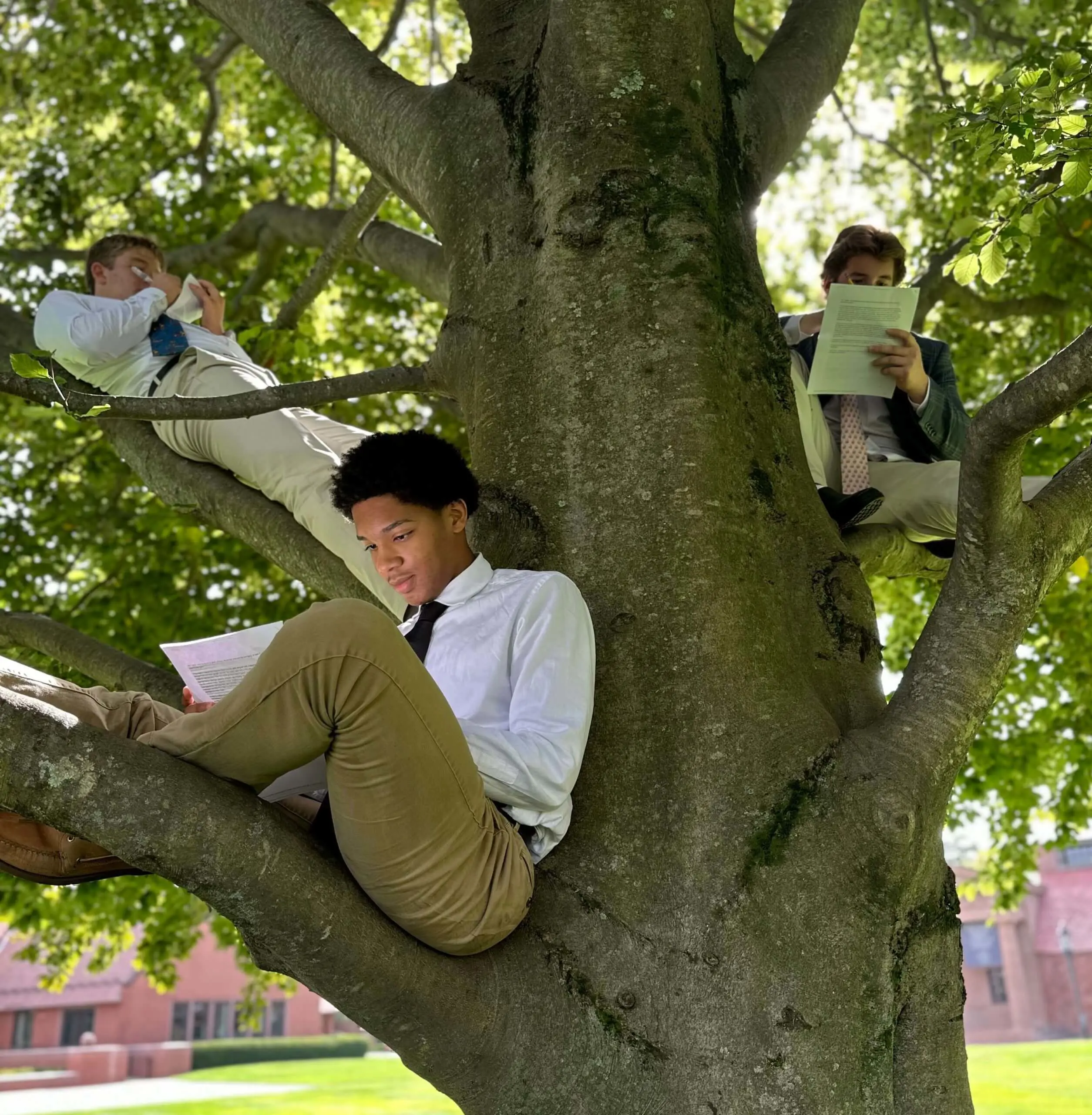 Avon Old Farms students studying while sitting in a tree on campus.