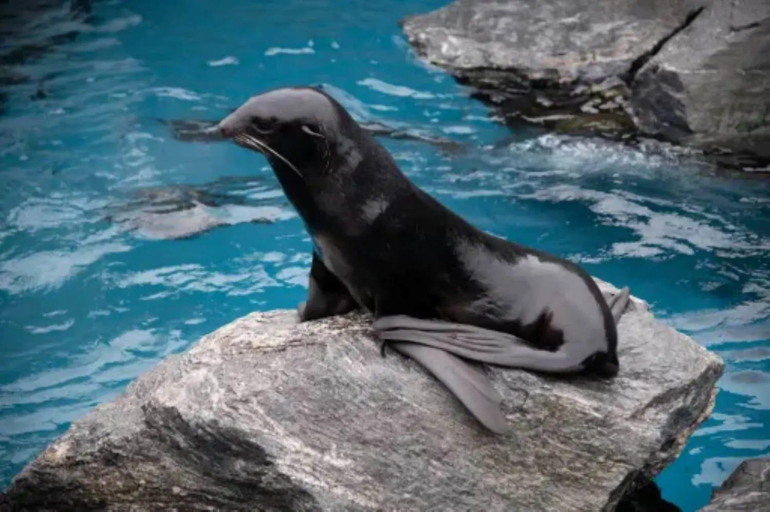 Seal at Mystic Aquarium