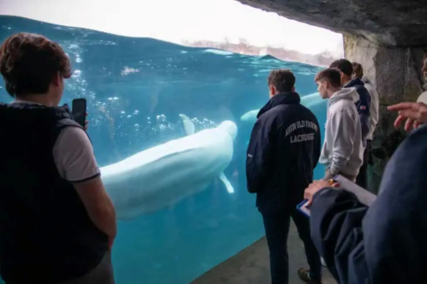 Avon Old Farms students watching the beluga whales at Mystic Aquarium